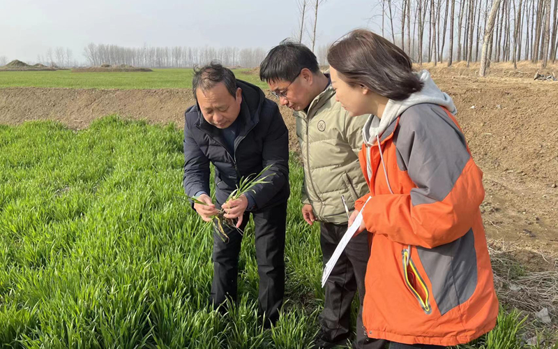 農(nóng)業(yè)大托管智庫(kù)專家為托管種植大戶傳經(jīng)送寶