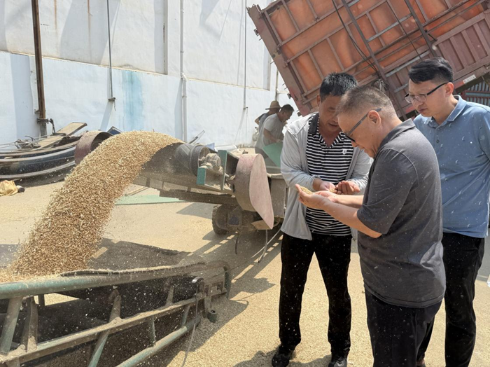 裕農(nóng)公司調(diào)研夏糧收購工作